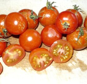 Tomate Cerise Zuckertraube :