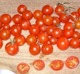 Tomate Red Currant :