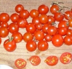 Tomate Red Currant :