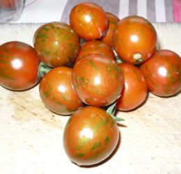 Tomate Black Zébra Cherry :