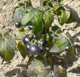 Tomate Purple Boy :