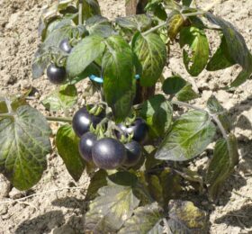 Tomate Purple Boy :