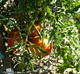 Tomate Silvery Fir Tree :