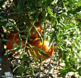 Tomate Silvery Fir Tree :