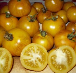 Tomate Stripes of Yore :