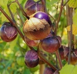 Physalis Tomatillos Violet: