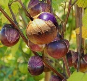 Physalis Tomatillos Violet: