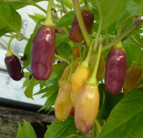 Piment Aroma Chili Pepper Habanero :