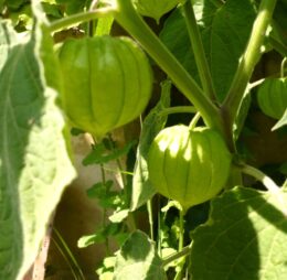 Physalis Peruviana où  Groseille du Cap :