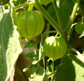 Physalis Peruviana où  Groseille du Cap :