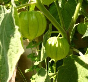 Physalis Peruviana où  Groseille du Cap :