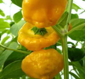 Piment Scotch Bonnet jaune :