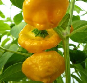 Piment Scotch Bonnet jaune :