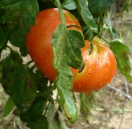 Tomate Grosse Plate du Portugal