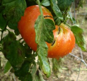 Tomate Grosse Plate du Portugal