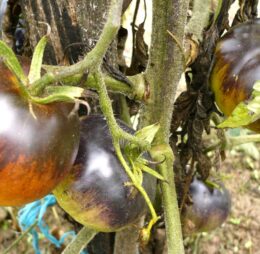 Tomate Alice’s Dream