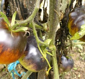 Tomate Alice’s Dream