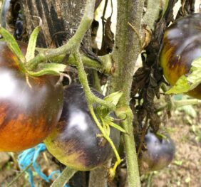 Tomate Alice’s Dream