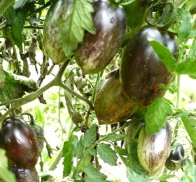 Tomate Brad’s Atomic Grape