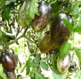 Tomate Brad’s Atomic Grape