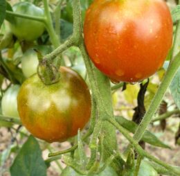 Tomate Belle Arlésienne :
