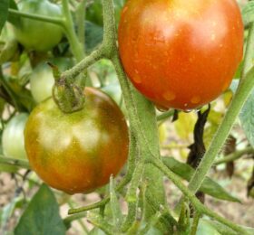 Tomate Belle Arlésienne :