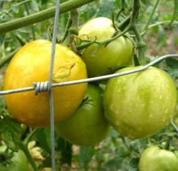 Tomate Zloty Ozarowski :