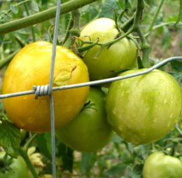 Tomate Zloty Ozarowski :