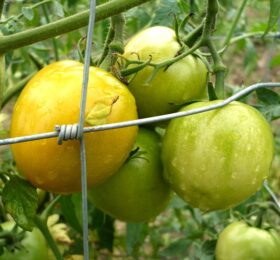 Tomate Zloty Ozarowski :