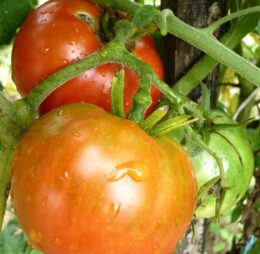 Tomate Très Cantos :