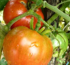 Tomate Très Cantos :