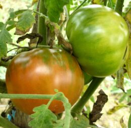 Tomate Taller de Lubre :