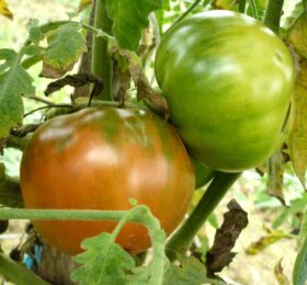 Tomate Taller de Lubre :