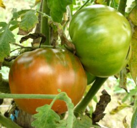 Tomate Taller de Lubre :