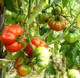 Tomate Costoluto Fiorentino :