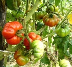 Tomate Costoluto Fiorentino :