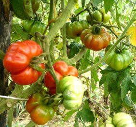 Tomate Costoluto Fiorentino :