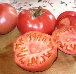 Tomate Très Cantos Gigante Rosa :