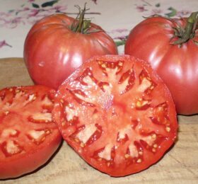 Tomate Morado Aretxabaleta: