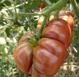 Tomate Purple Calabash