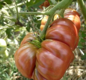 Tomate Purple Calabash