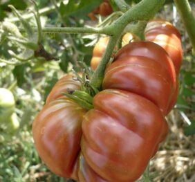 Tomate Purple Calabash