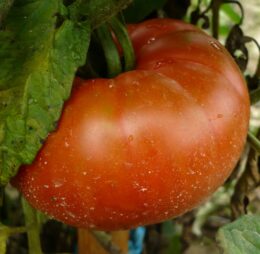 Tomate Montmaurin 1920 :