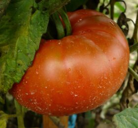 Tomate Montmaurin 1920 :