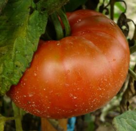 Tomate Montmaurin 1920 :