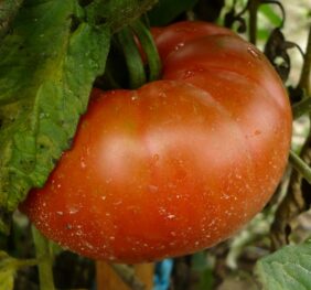 Tomate Montmaurin 1920 :