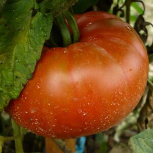 Tomate Montmaurin 1920 :