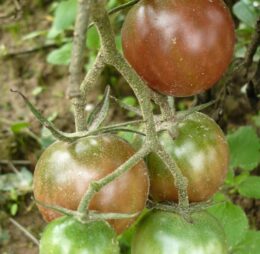 Tomate Negro Azteca :