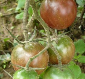 Tomate Negro Azteca :