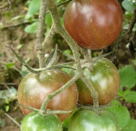 Tomate Negro Azteca :